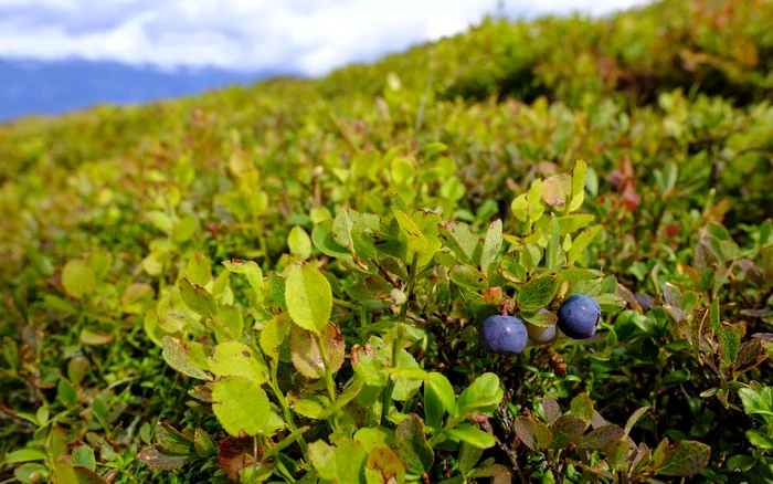 Afine de pădure. Foto: Pixabay.com