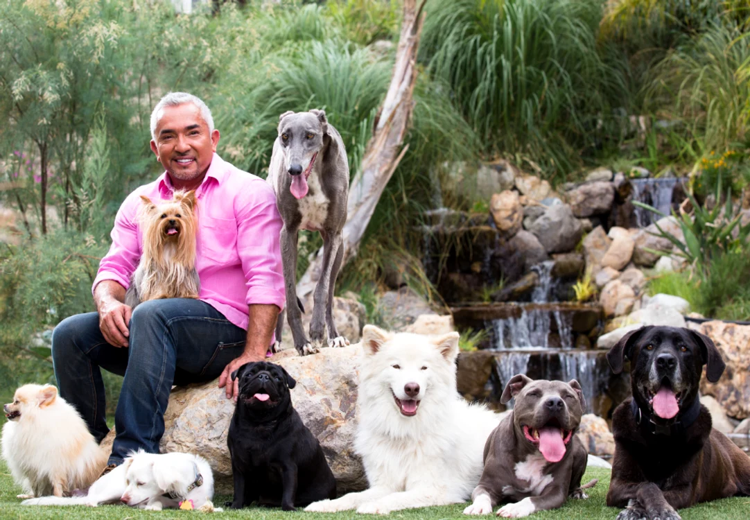 cesar millan png