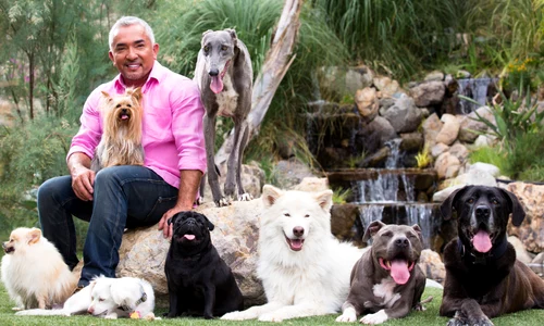 cesar millan png