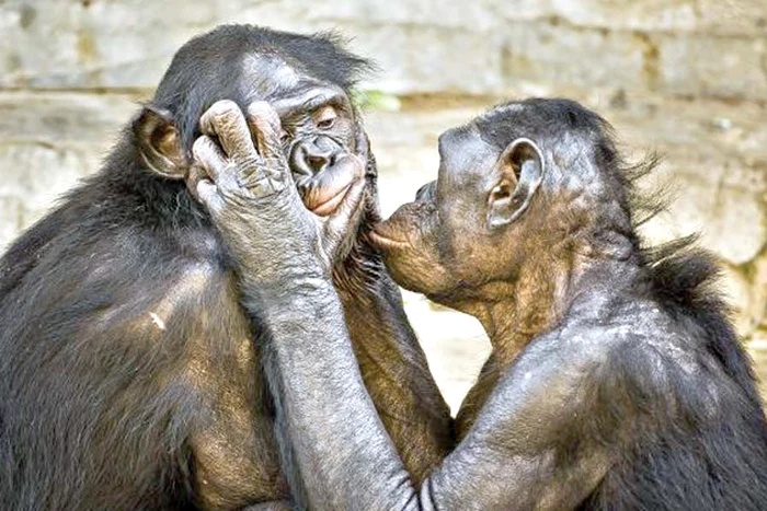 Billy, un cangur care ştie să se respecte