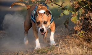 american staffordshire terrier 3616319 1280 0 jpeg