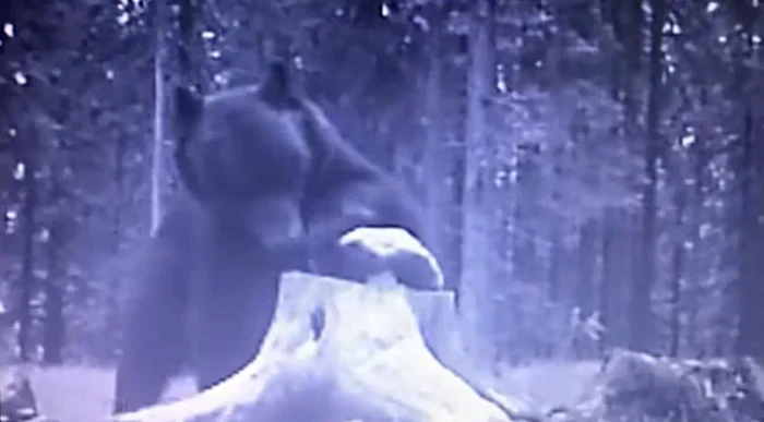 Momentul în care ursul descoperă bulgărele de sare FOTO captură video Romsilva