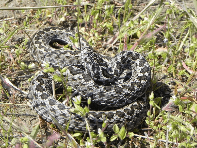 Cât de periculoasă este vipera de stepă din Delta Dunării. Ce facem în caz că suntem mușcați de acest șarpe
