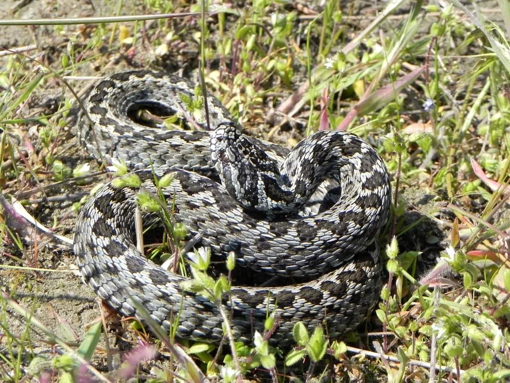 Vipera de stepă FOTO Institutul Național de Cercetare Dezvoltare Delta Dunării 