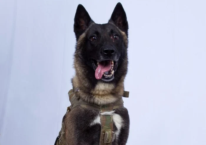 Câinele implicat în operațiunea împotriva liderului ISIS, lăudat de Donald Trumpfoto: Twitter