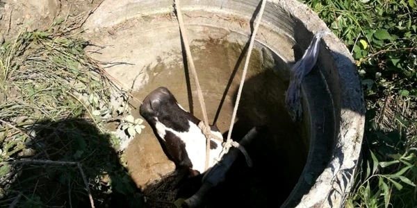 vaca salvata budeasa