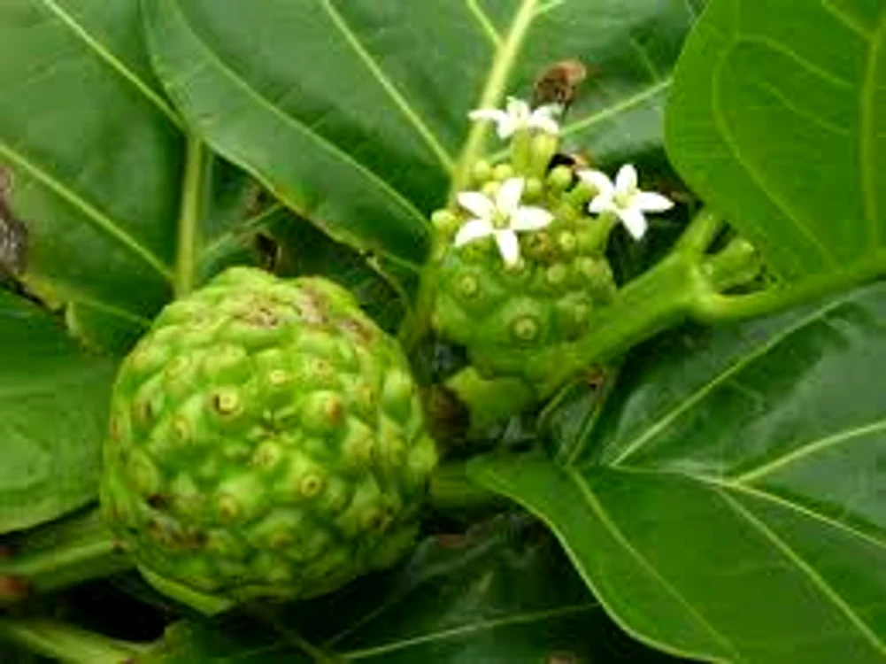 
    Fructul Noni tratează bolile grave ale acestui secolSursa foto: Culinar timpul md  