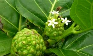 noni index 0 jpeg