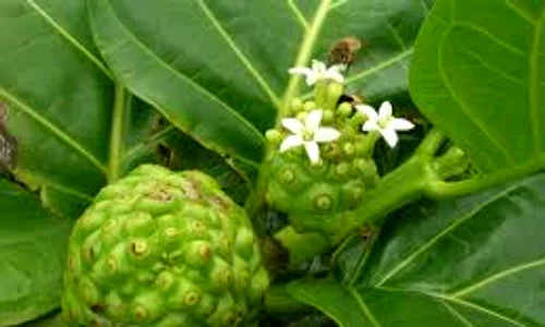 noni index 0 jpeg
