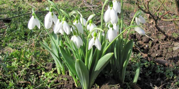 calarasi ghiocei