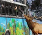 Safari printre animalele sălbatice 