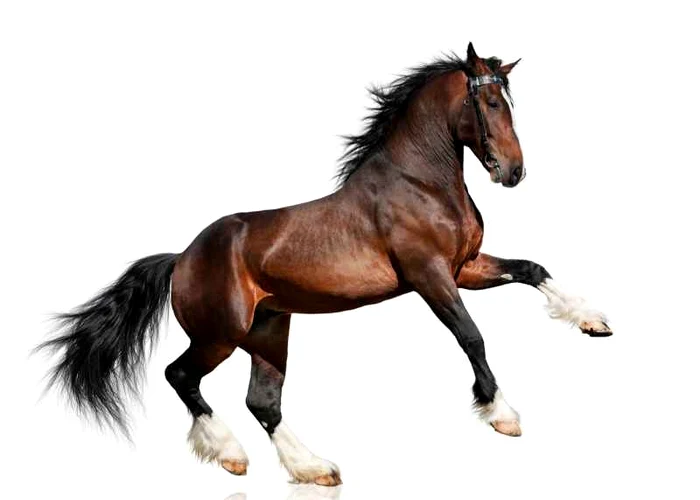 Cal. (Foto: Shutterstock)