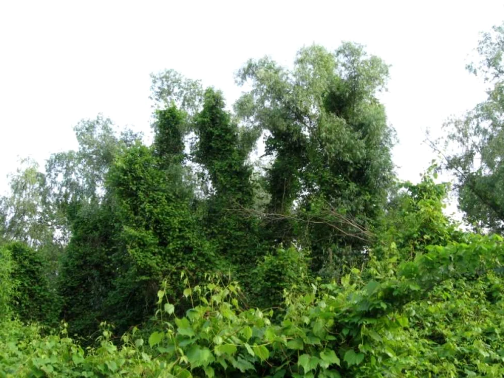 calarasi pisica