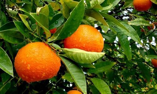 1 79849 original jpg jpeg