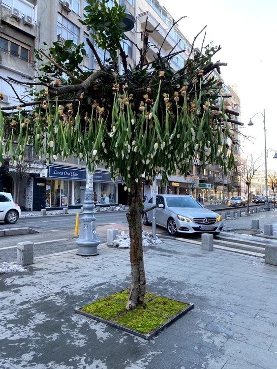 Copac cu 600 de lalele pe Calea Victoriei