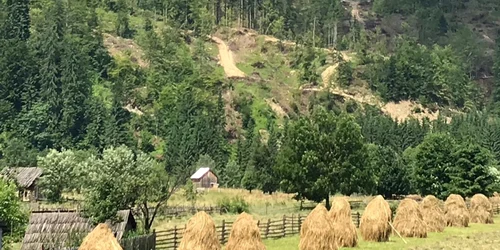 greenpeace romania padure defrisata