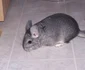 ger