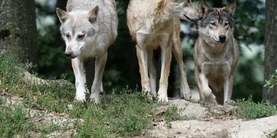 Lupi  Foto  Marcel Langthim, Pixabay jpg