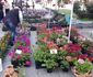 expo-flora slatina