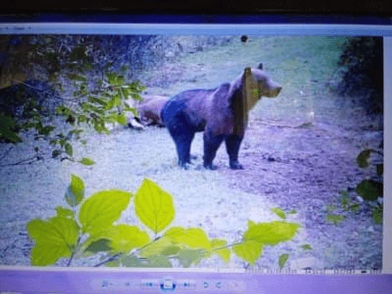 Un fermier din Apuseni a filmat ursul care a dat iama în animalele sale: „Șapte au fost mâncate și ursul e tot în viață”
