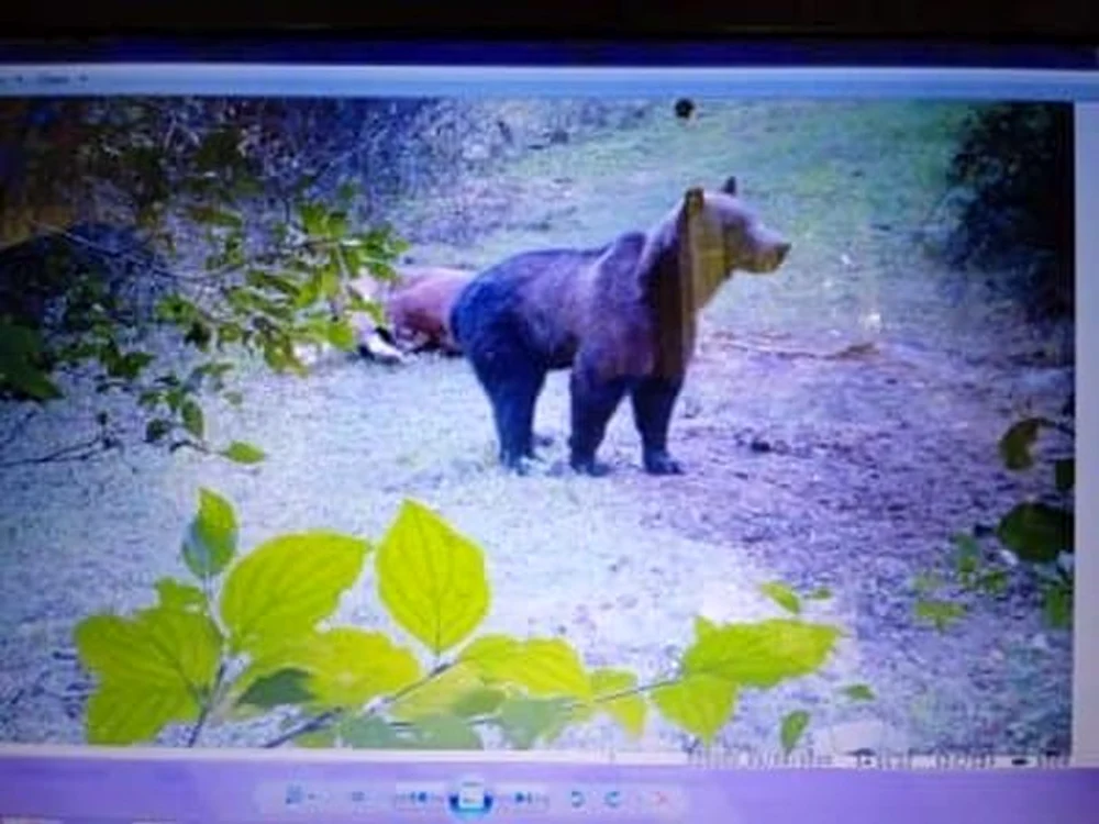 Ursul filmat după ce a ucis o vacă FOTO Traian Ursaleș