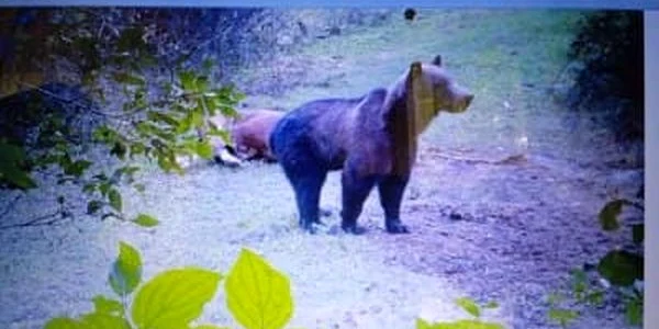 urs animale1 jpg