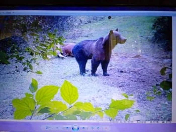 Ursul filmat după ce a ucis o vacă FOTO Traian Ursaleș