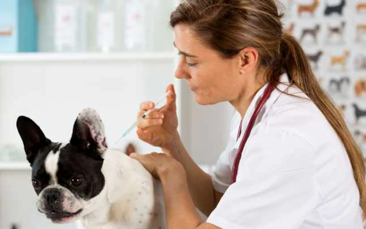 Puii de căţel pot face primele vaccinuri după vârsta de două luni FOTO 123 RF