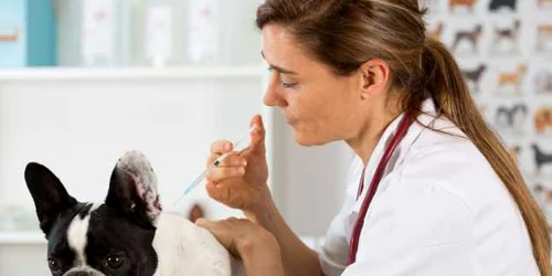 Vaccin caine FOTO 123 RF