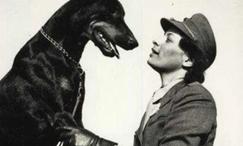 Câinii care au luptat împotriva Axei jpeg