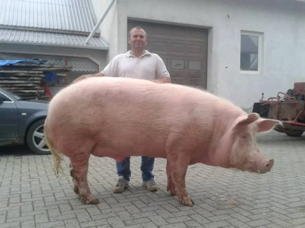 
    Giorgio se bucură zilnic de plimbări cât se poate de lungiFoto Facebook  