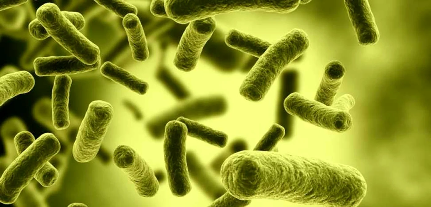 ecoli