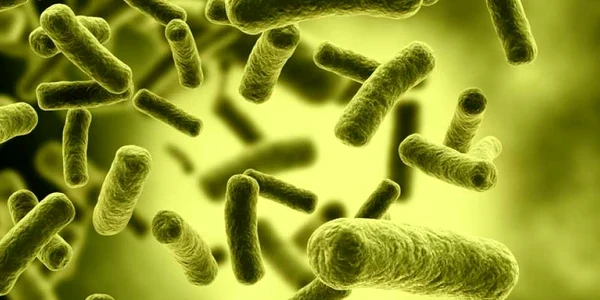 ecoli