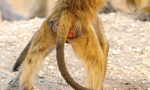 Africa de Sud  Nu există n lumea asta, frate ca al meu   !  jpeg