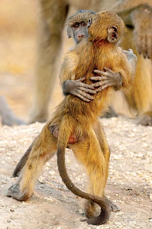 Africa de Sud. Nu există-n lumea asta, frate ca al meu...! 