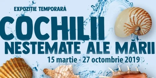 expozitie cochilii melci scoici