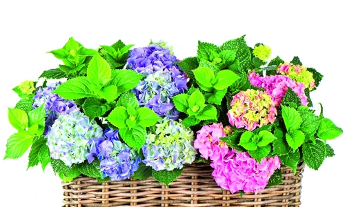 1 65431 original jpg jpeg