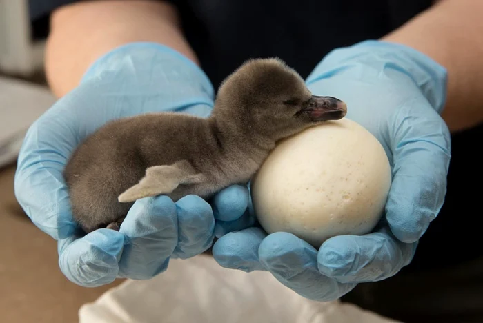 Pinguinul va putea fi admirat de vizitatori în vară (foto. WENN)