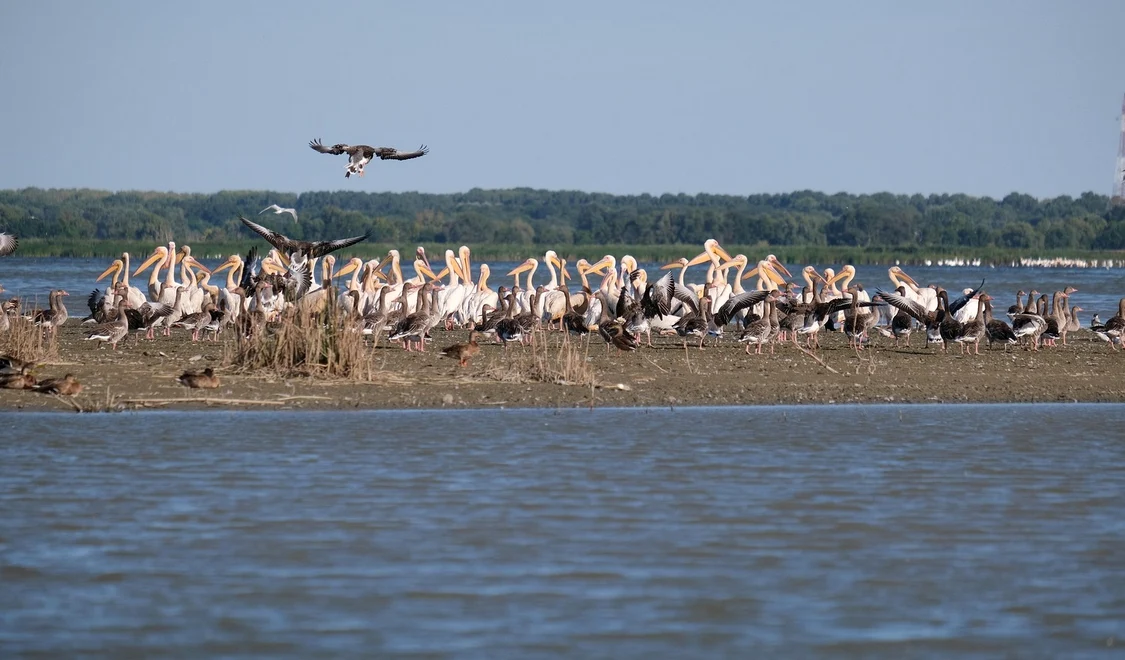 Delta Dunării. Foto: Andrei Prodan. Pixabay.com