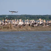 Delta Dunarii Foto Andrei Prodan  Pixabay jpg