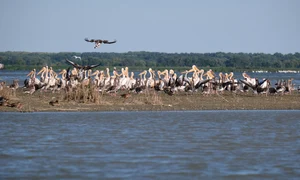 Delta Dunarii Foto Andrei Prodan Pixabay jpg