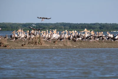 Delta Dunarii Foto Andrei Prodan  Pixabay jpg