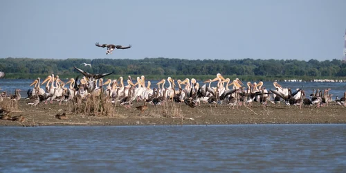 Delta Dunarii Foto Andrei Prodan  Pixabay jpg
