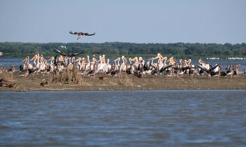 Delta Dunarii Foto Andrei Prodan Pixabay jpg