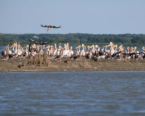 Delta Dunarii Foto Andrei Prodan Pixabay jpg