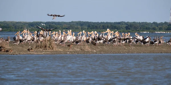 Delta Dunarii Foto Andrei Prodan  Pixabay jpg