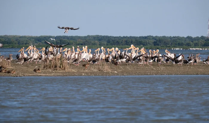 Delta Dunării. Foto: Andrei Prodan. Pixabay.com