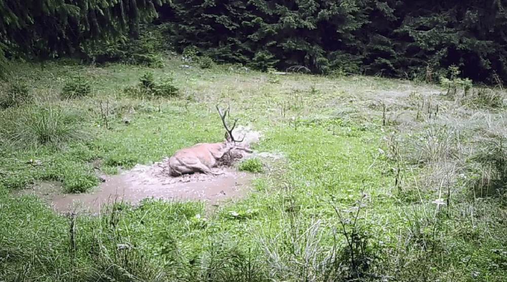 VIDEO Boncănitul cerbilor din Piatra Craiului. Spectacol diurn și nocturn în Parcul Național 