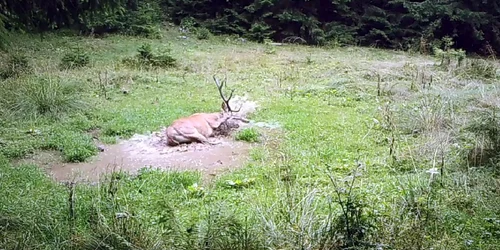 Bocanitul Cerbilor Fopt PN Piatra Craiului jpg