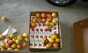 Ţigări de contrabandă dosite în lăzi cu mere jpeg